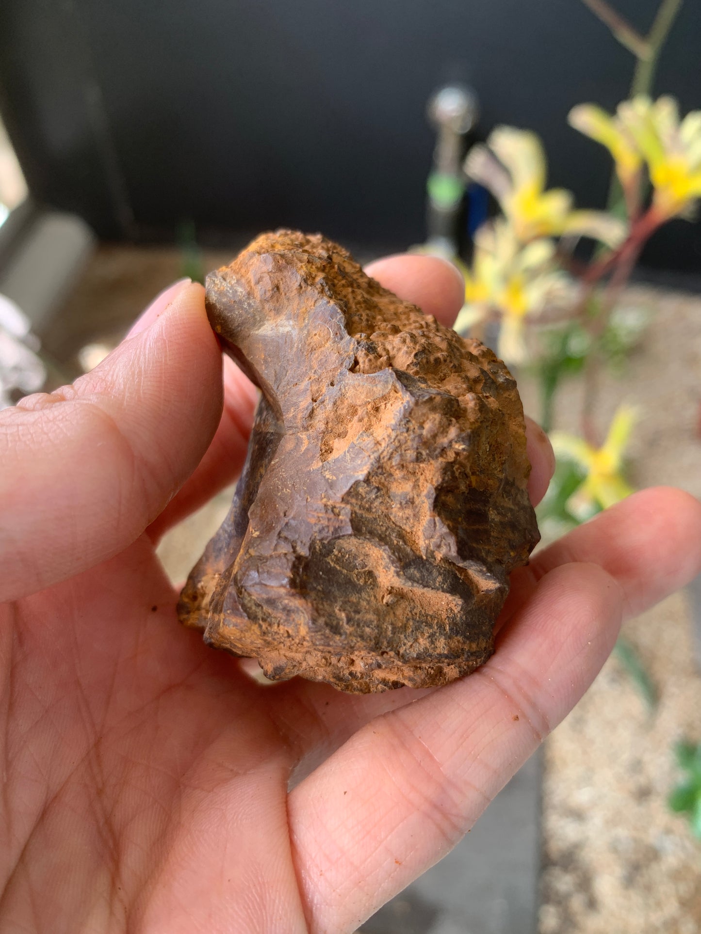 Plenty of Colour. Rough Boulder Opal. 110 Grams