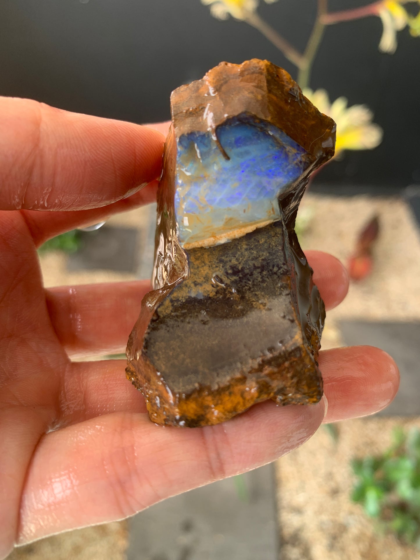 Plenty of Colour. Rough Boulder Opal. 110 Grams