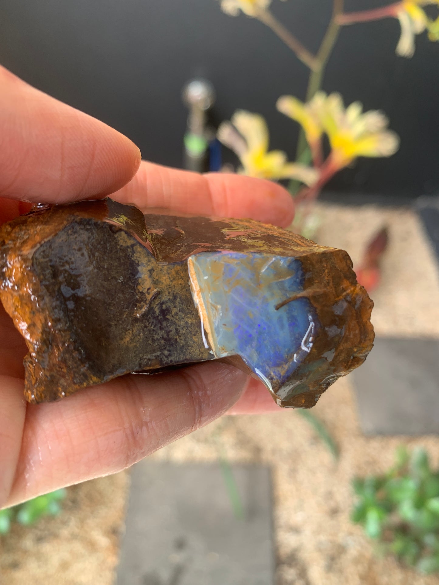 Plenty of Colour. Rough Boulder Opal. 110 Grams