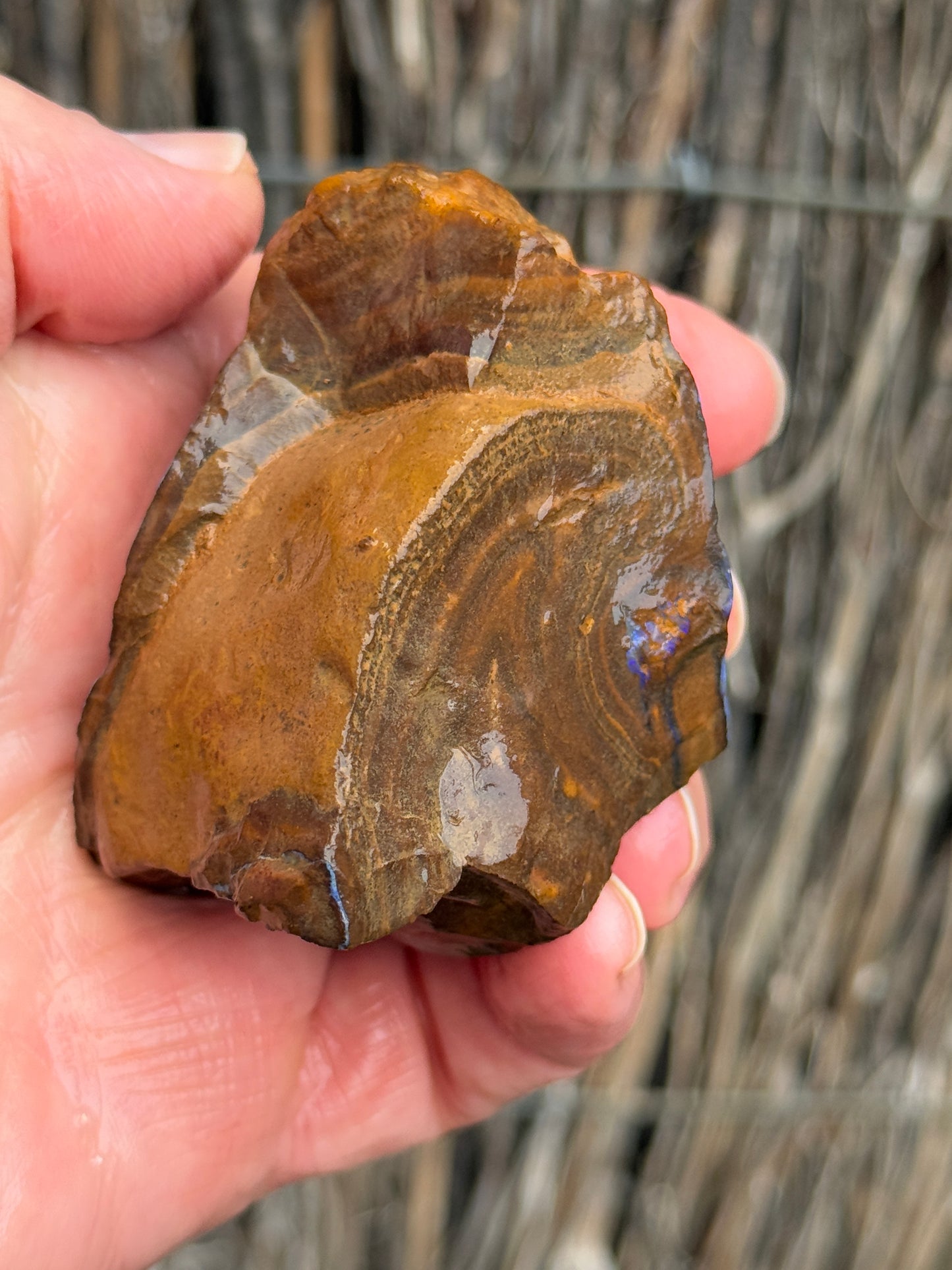 Glowing Double. Rough Boulder Opal Rock. 247 Grams