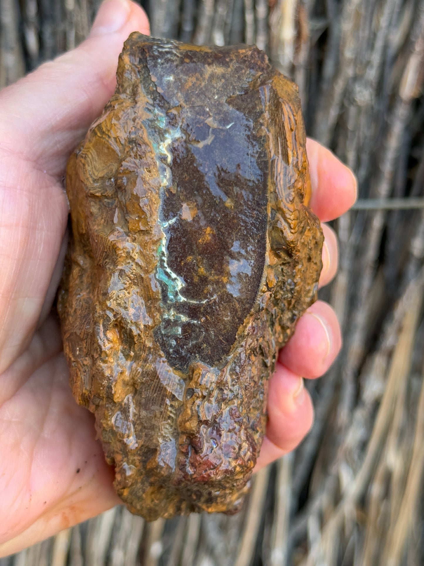 Green Waves. Rough Boulder Opal Rock. 589 Grams
