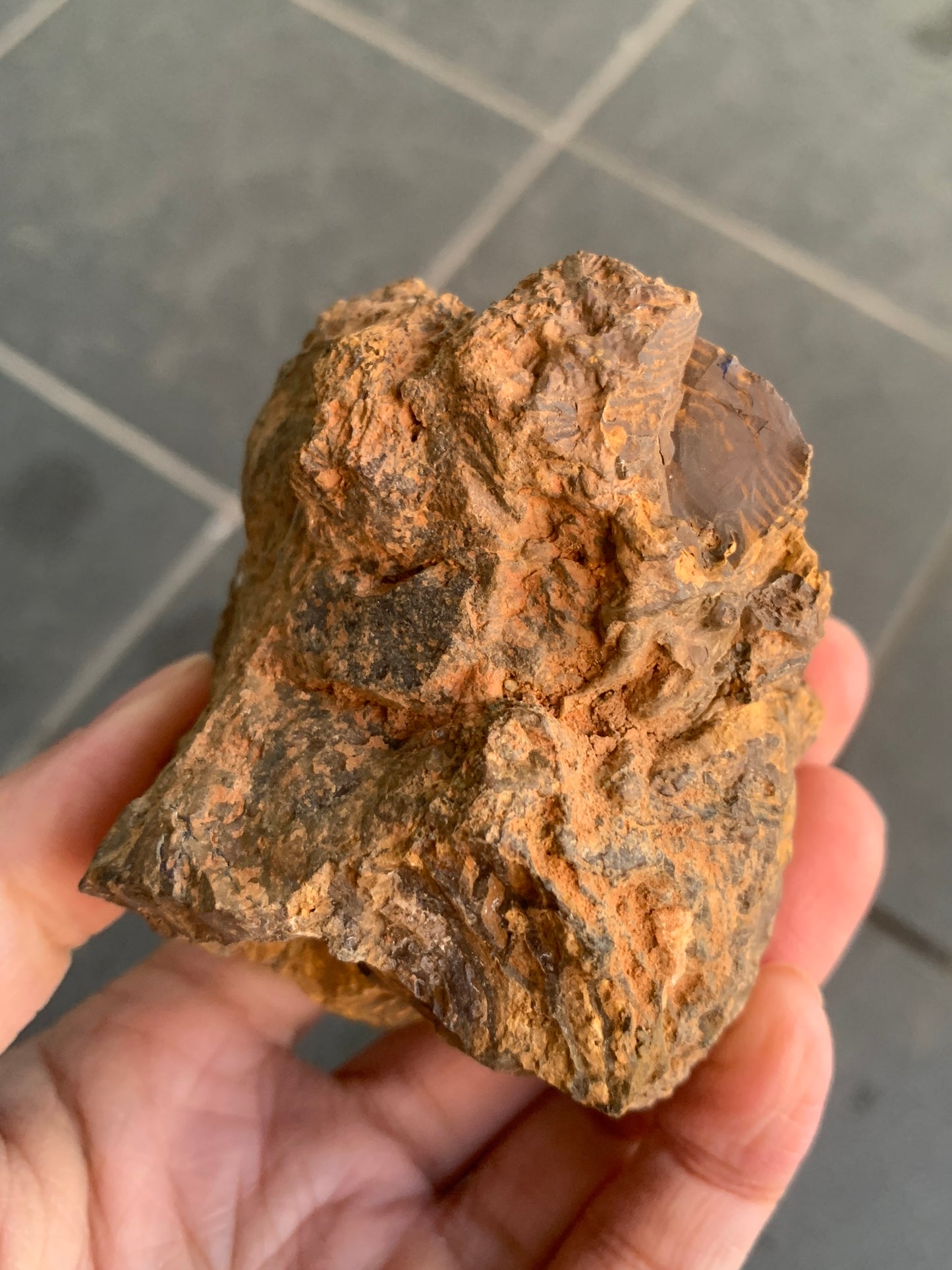 Shiny Purple. Rough Boulder Opal Rock. 263 Grams
