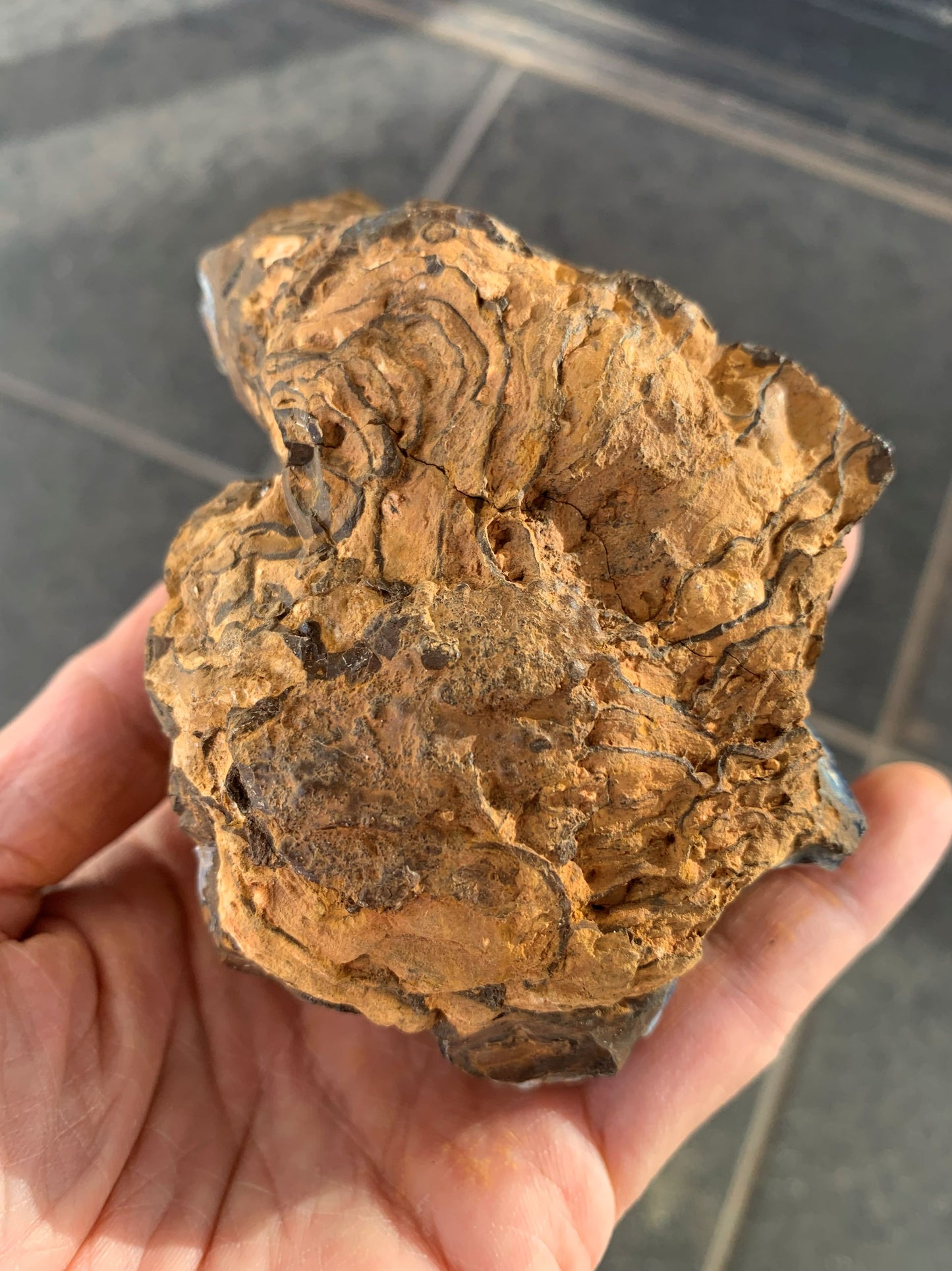 Wild Wonder. Rough Boulder Opal Rock. 448 Grams