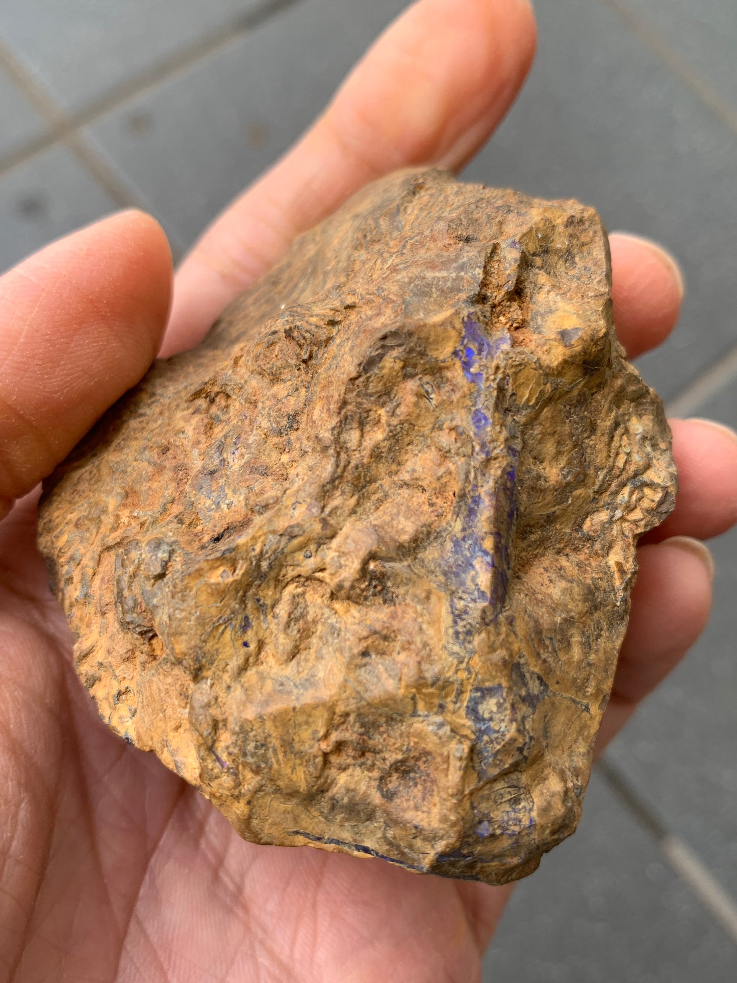 Purple Pair. Rough Boulder Opal Rocks. 303 Grams