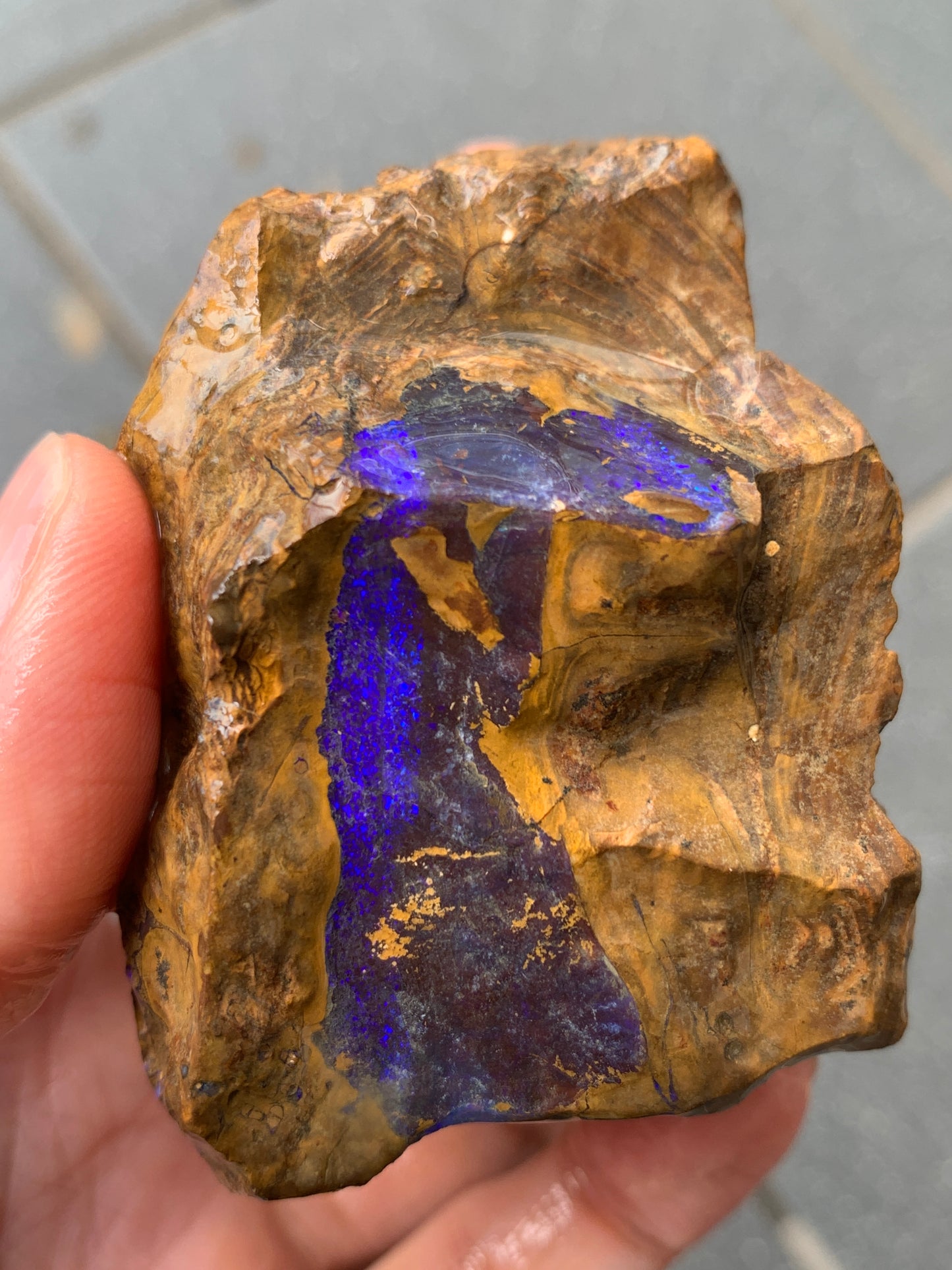 Purple Pair. Rough Boulder Opal Rocks. 303 Grams