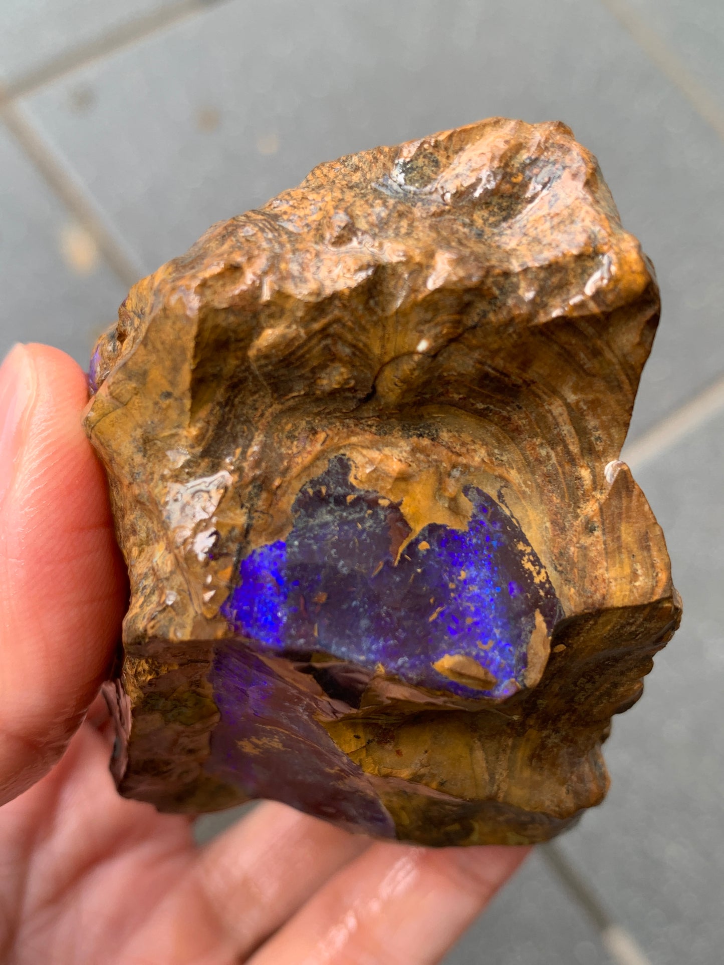 Purple Pair. Rough Boulder Opal Rocks. 303 Grams