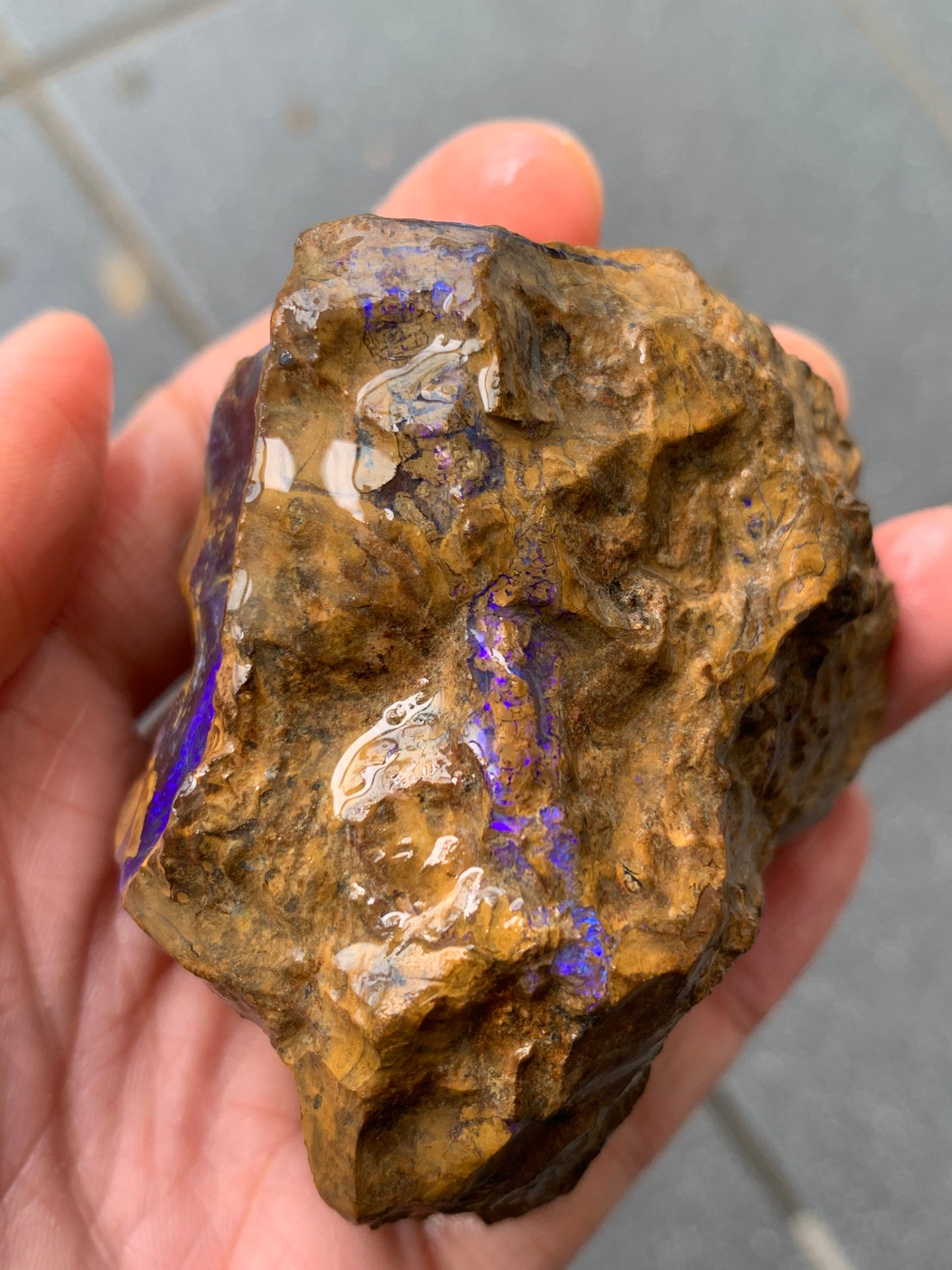 Purple Pair. Rough Boulder Opal Rocks. 303 Grams