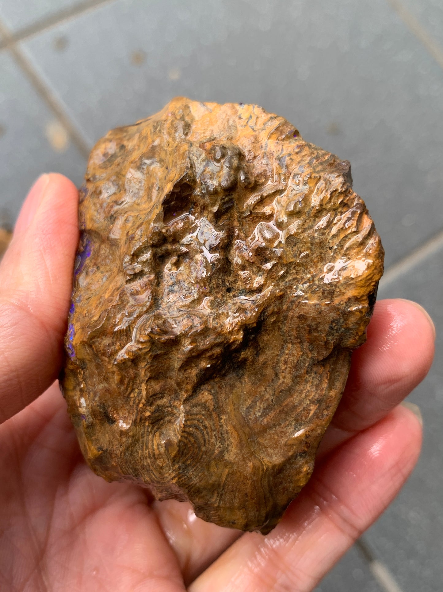 Purple Pair. Rough Boulder Opal Rocks. 303 Grams