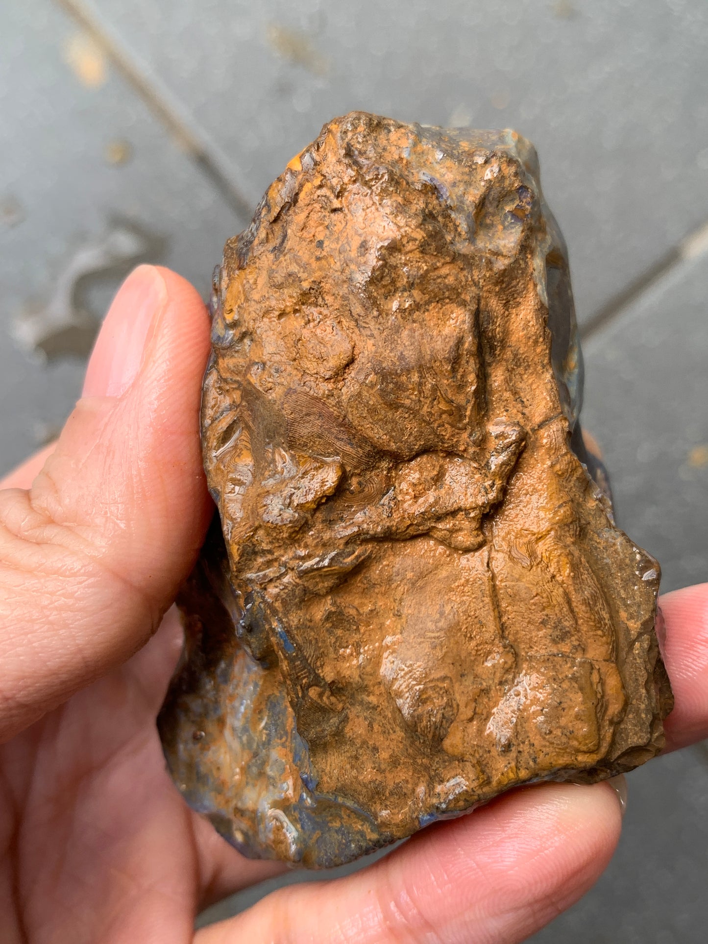 Blue Boulder Set. Rough Boulder Opal Rocks. 504 Grams.