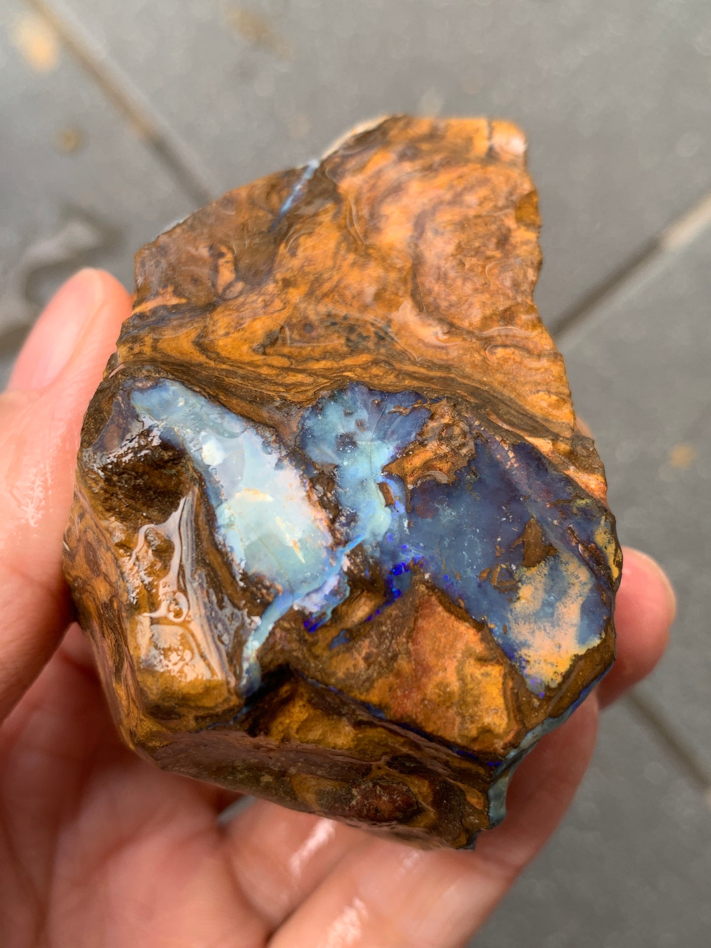 Blue Boulder Set. Rough Boulder Opal Rocks. 504 Grams.