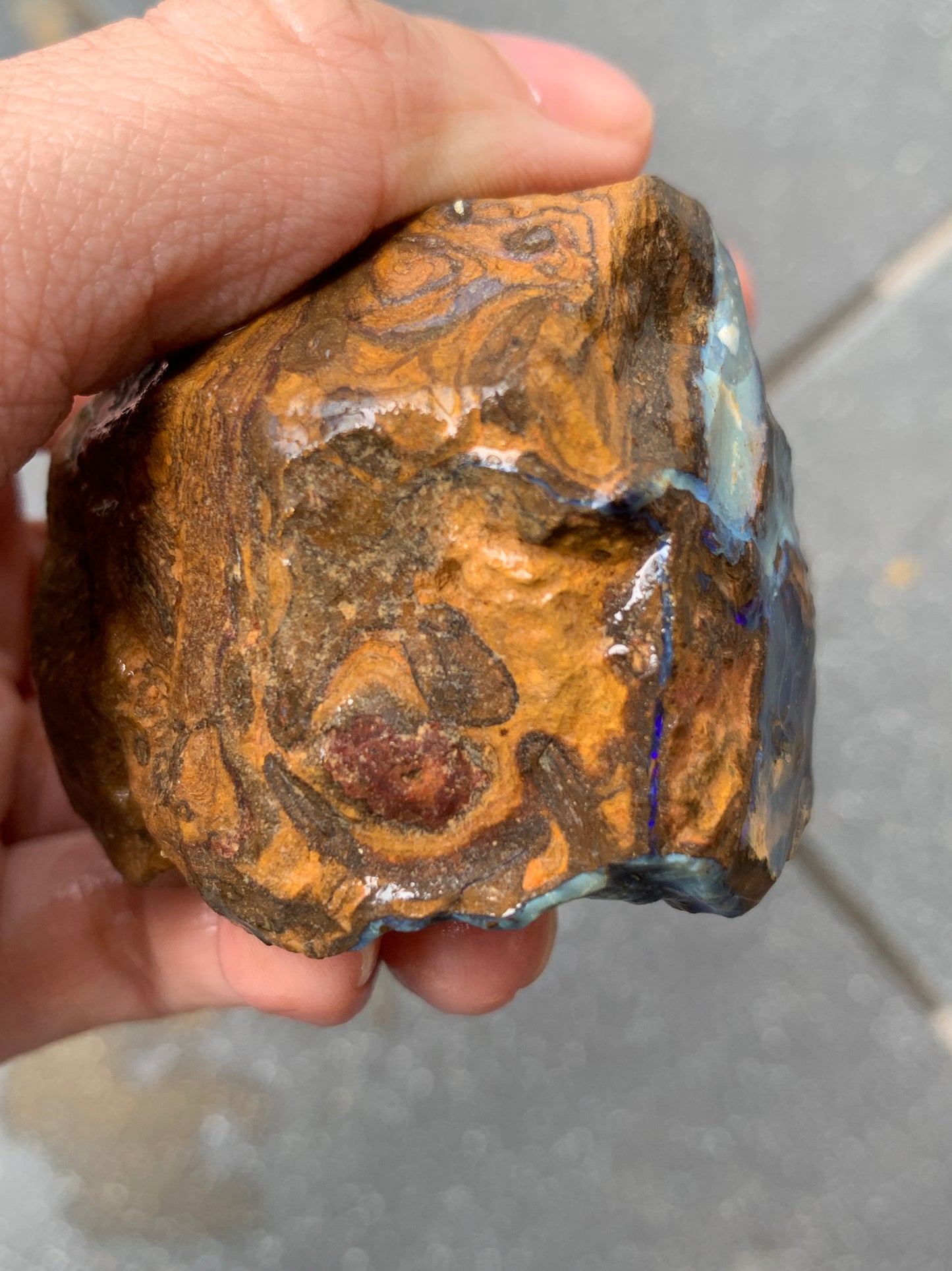 Blue Boulder Set. Rough Boulder Opal Rocks. 504 Grams.