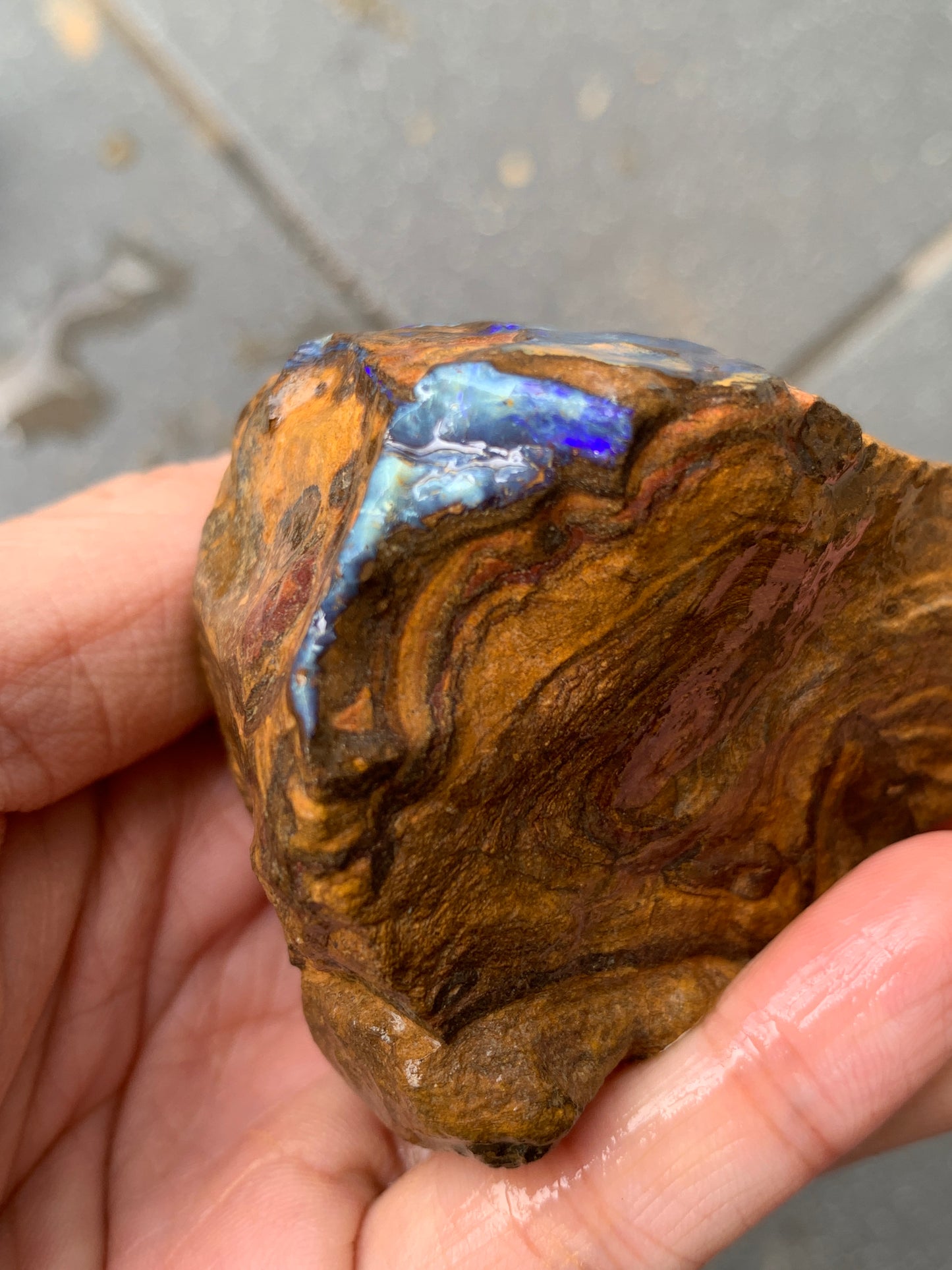Blue Boulder Set. Rough Boulder Opal Rocks. 504 Grams.