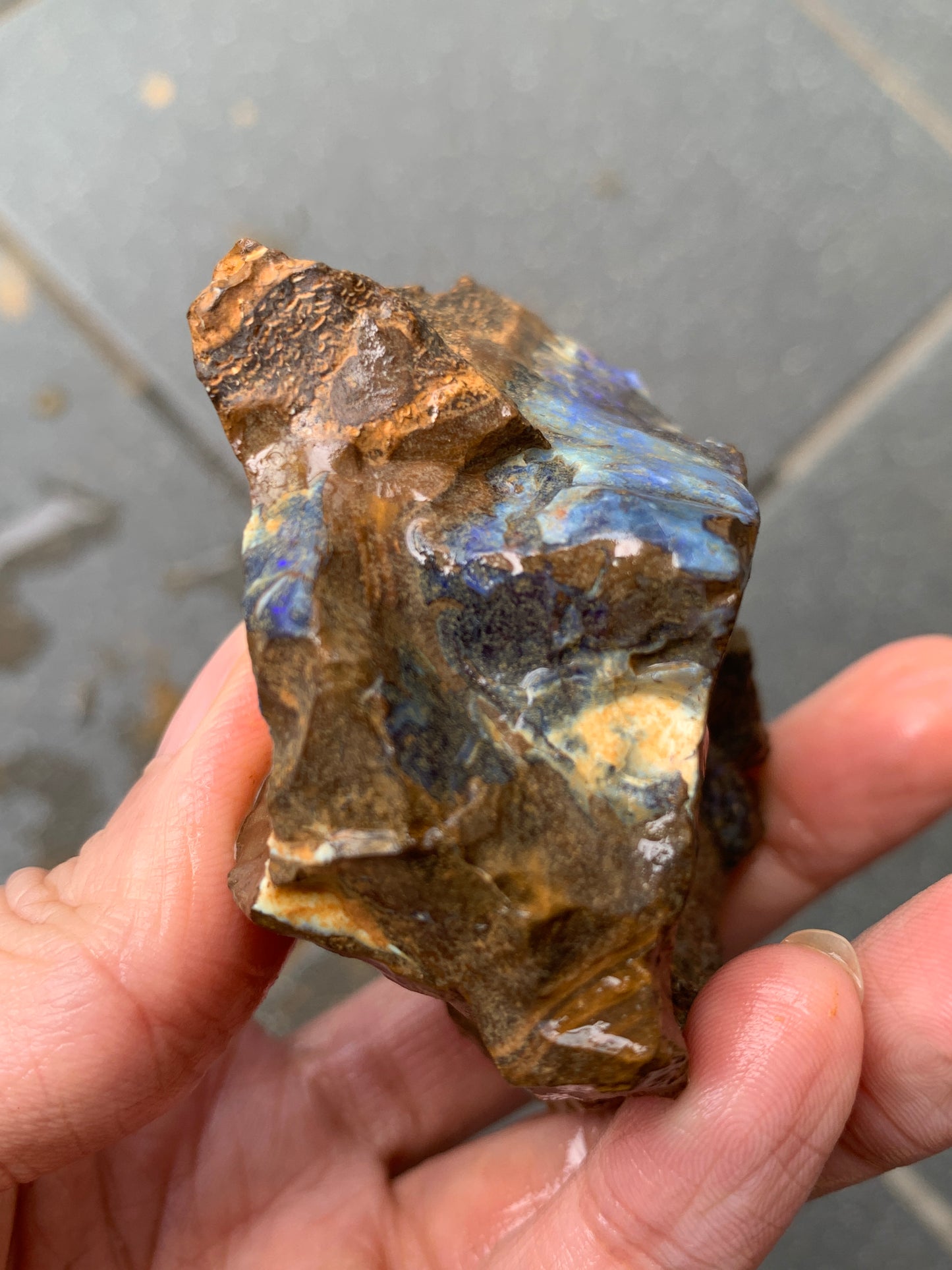 Blue Boulder Set. Rough Boulder Opal Rocks. 504 Grams.