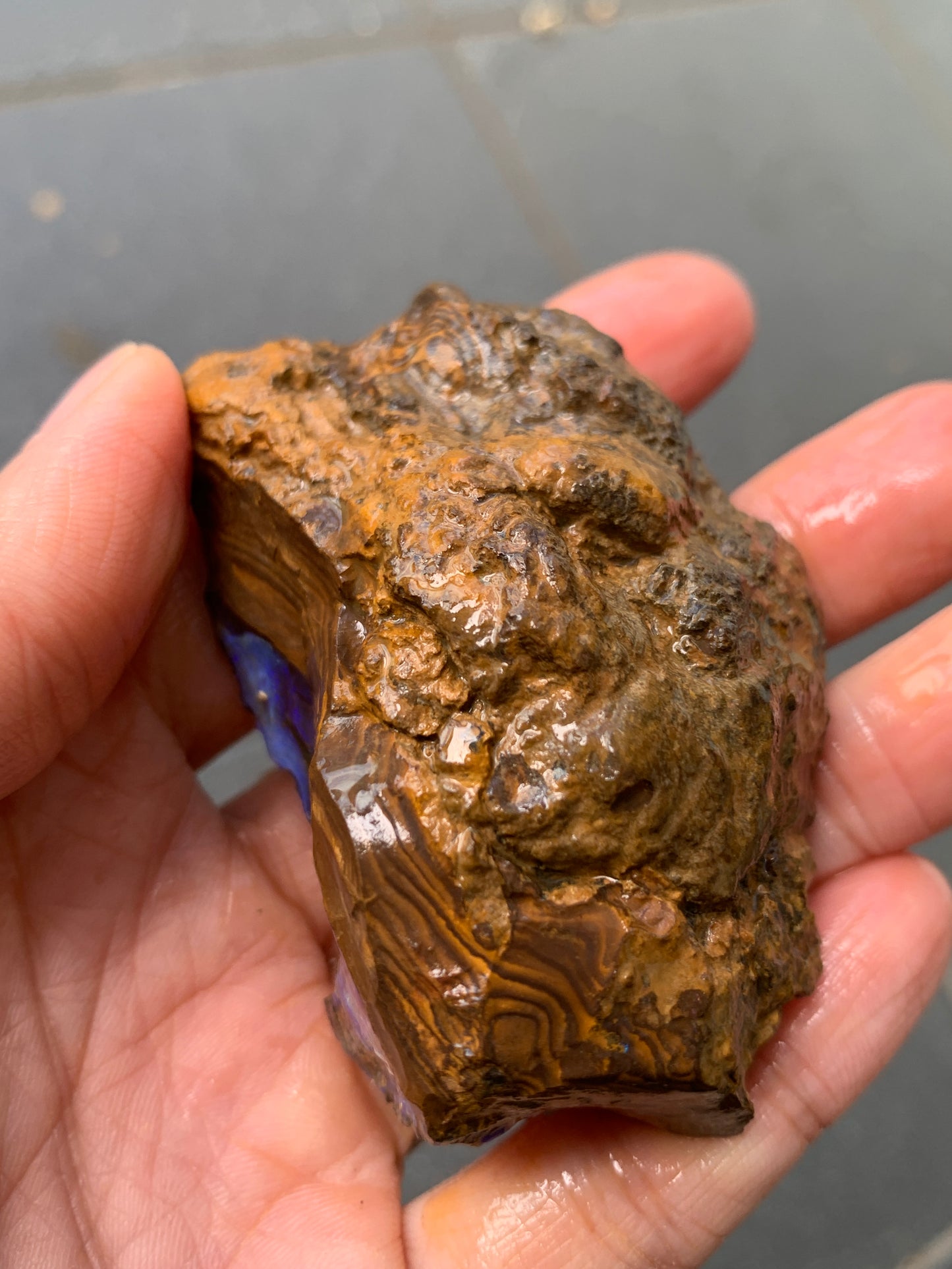 Practice Pair. Rough Boulder Opal Rocks. 355 Grams.