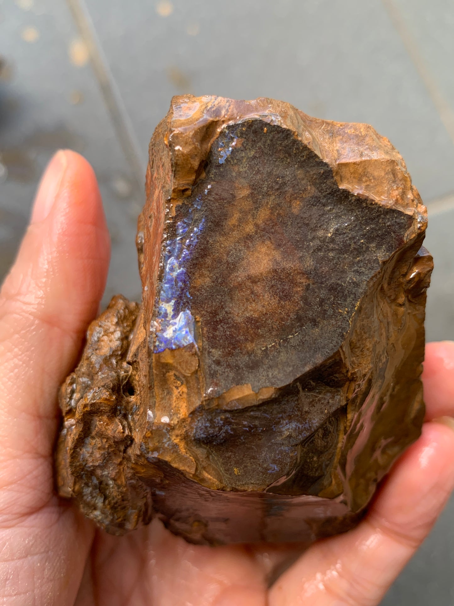 Practice Pair. Rough Boulder Opal Rocks. 355 Grams.