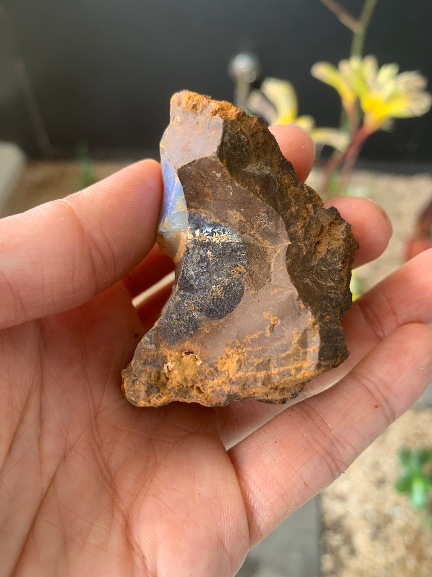 Plenty of Colour. Rough Boulder Opal. 110 Grams