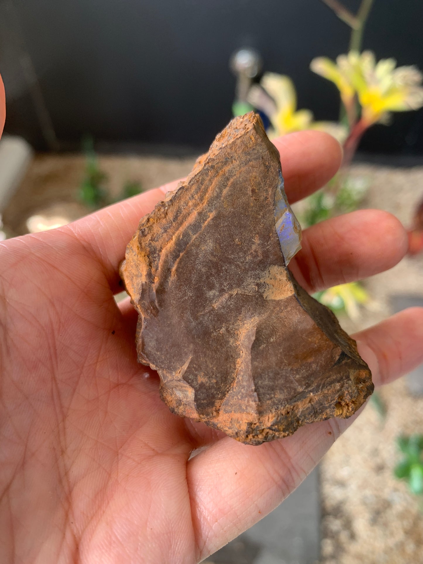 Plenty of Colour. Rough Boulder Opal. 110 Grams