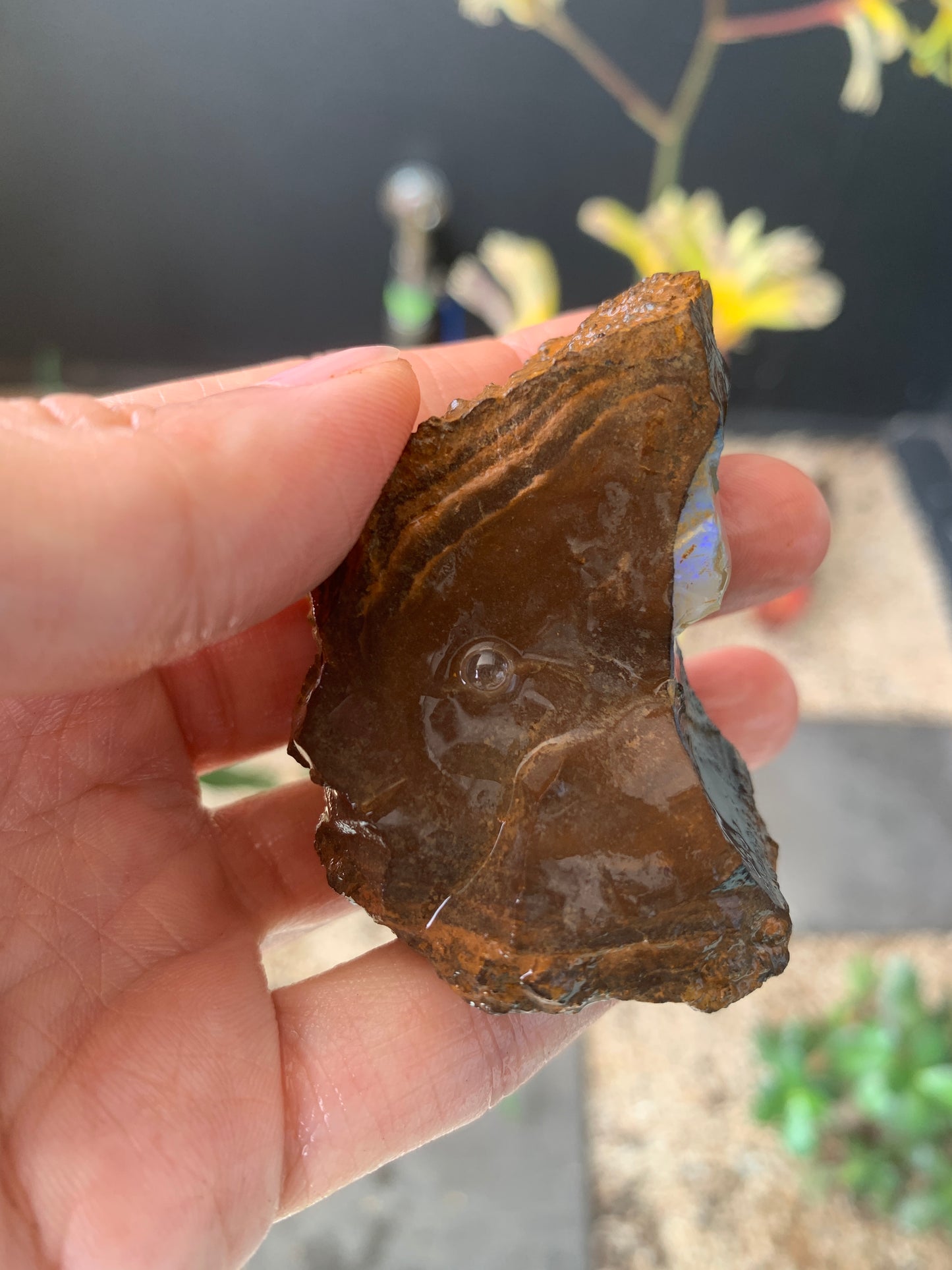 Plenty of Colour. Rough Boulder Opal. 110 Grams