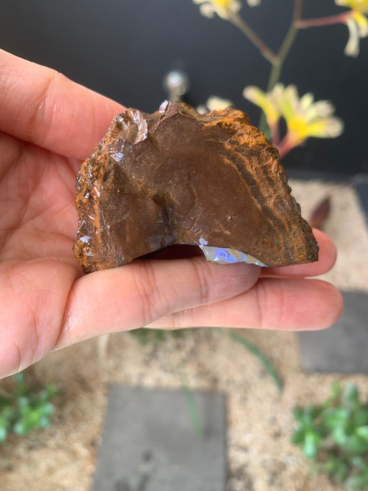 Plenty of Colour. Rough Boulder Opal. 110 Grams