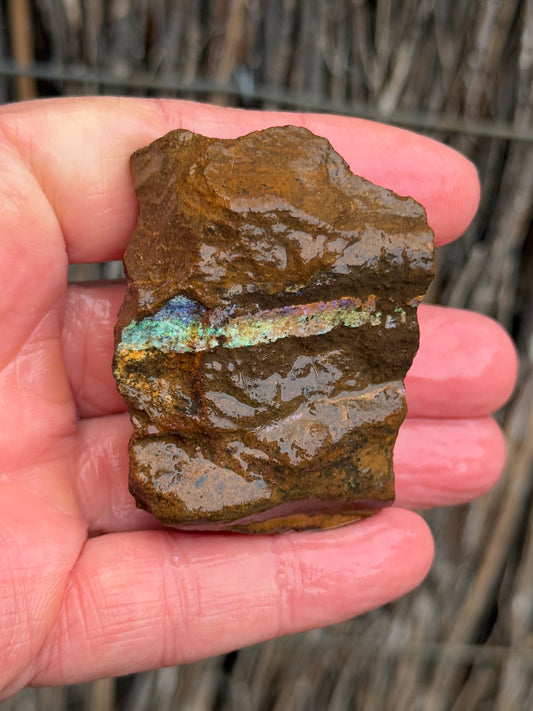 Rainbow Streak. Rough Boulder Opal Rock. 88 Grams