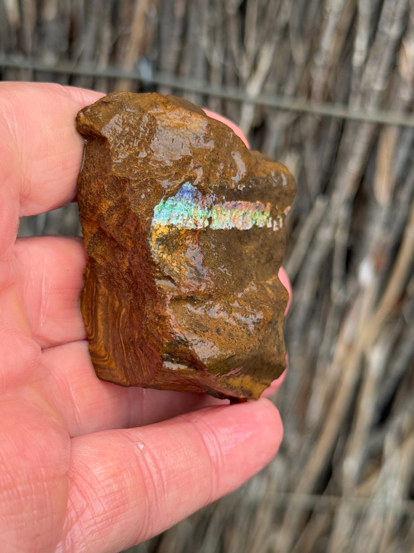 Rainbow Streak. Rough Boulder Opal Rock. 88 Grams