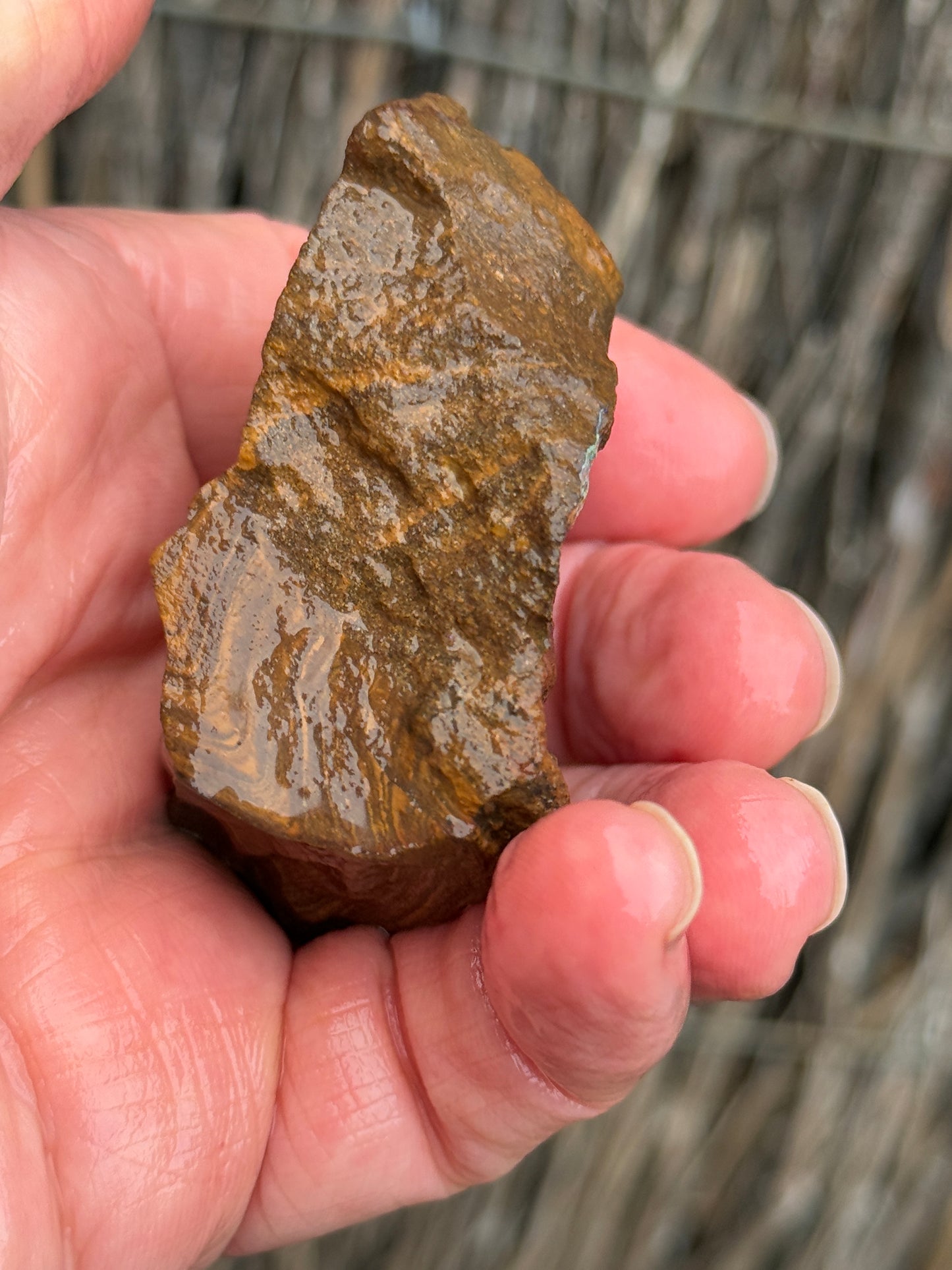 Rainbow Streak. Rough Boulder Opal Rock. 88 Grams
