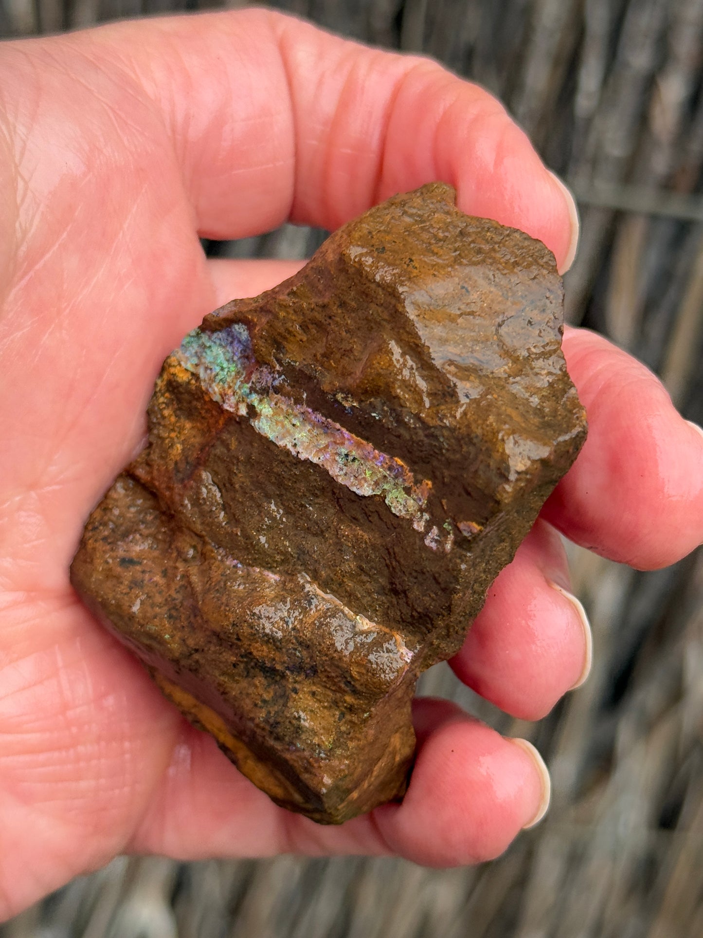Rainbow Streak. Rough Boulder Opal Rock. 88 Grams
