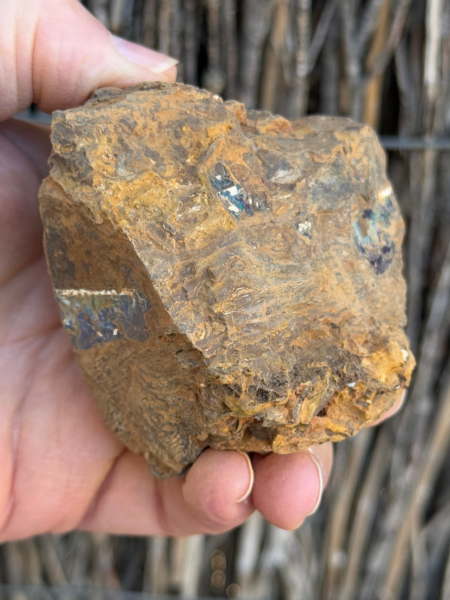 Burnished Green. Rough Boulder Opal Rock. 469 Grams