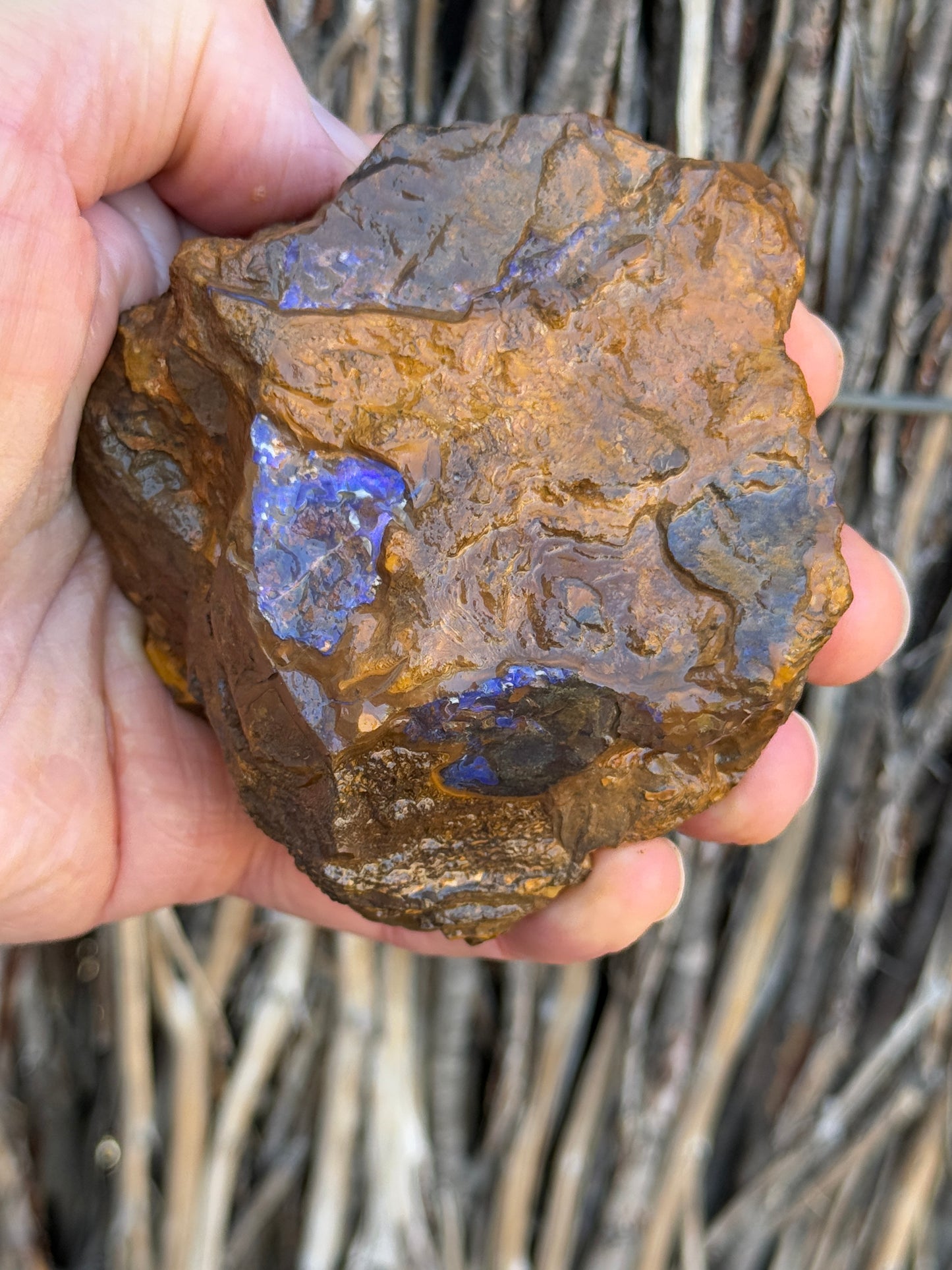 Colour Starter. Rough Boulder Opal Rock. 421 Grams