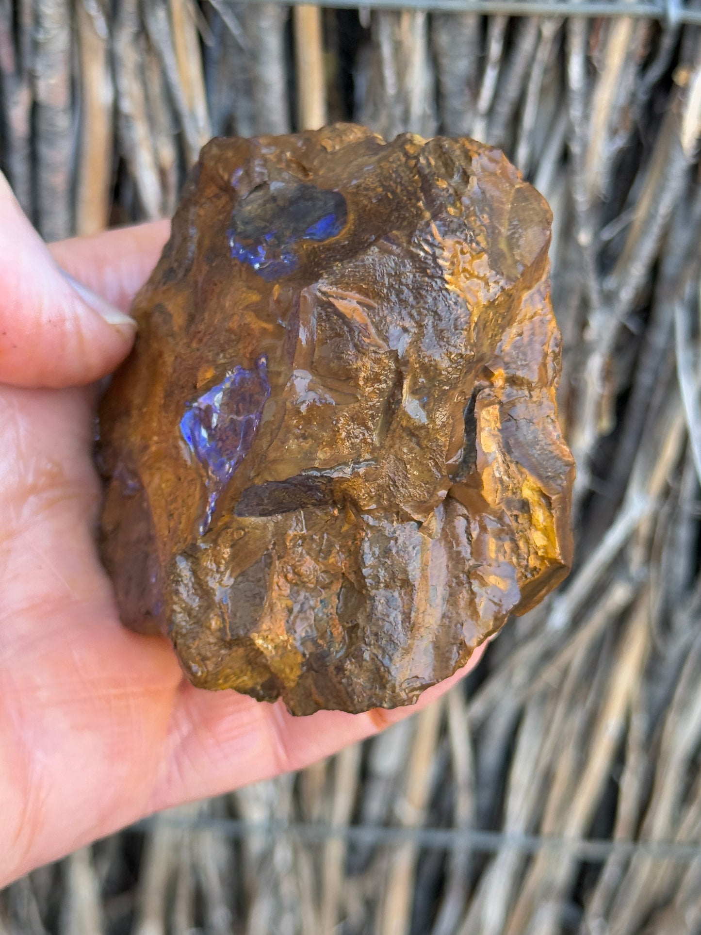 Colour Starter. Rough Boulder Opal Rock. 421 Grams