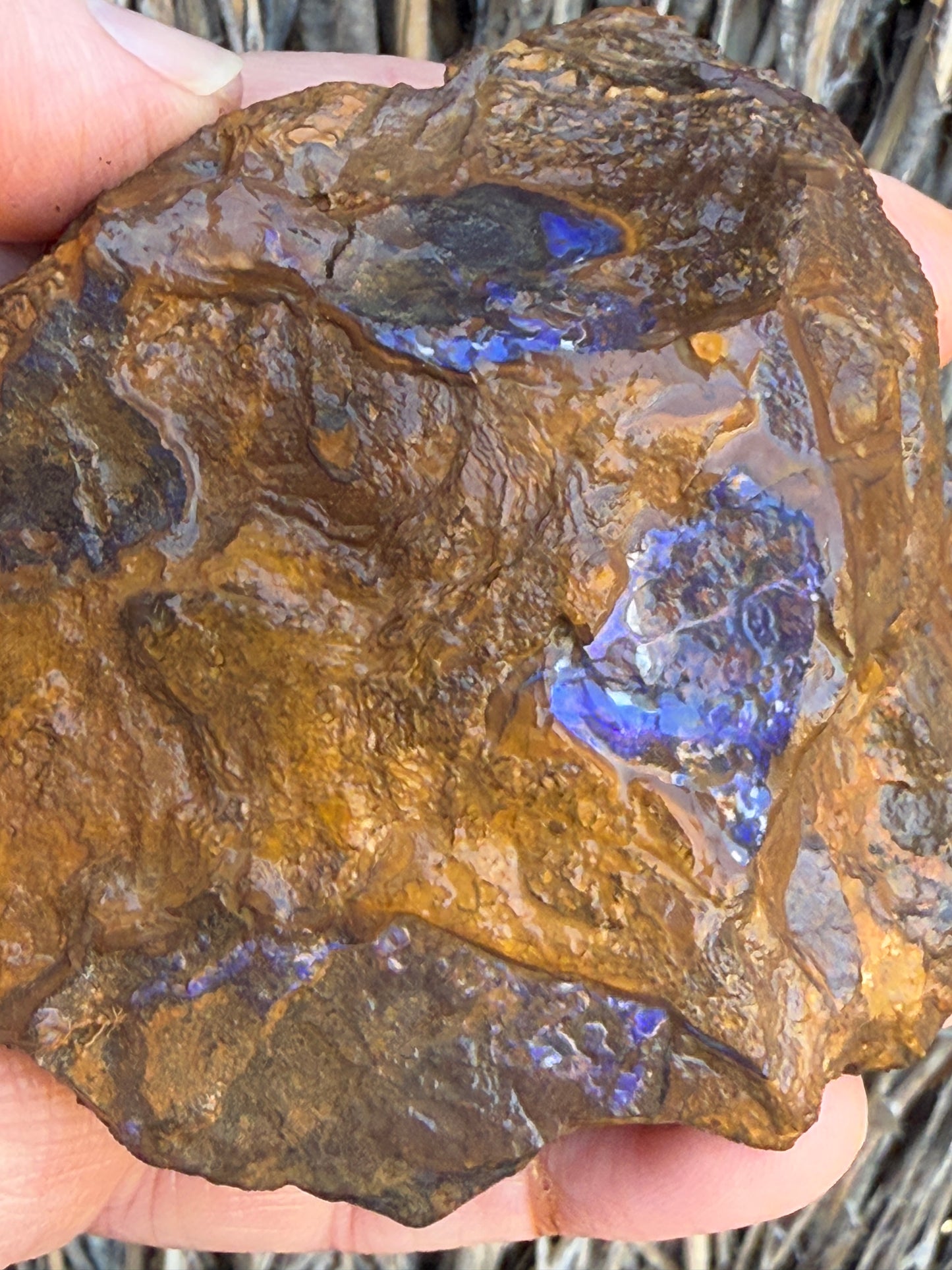 Colour Starter. Rough Boulder Opal Rock. 421 Grams