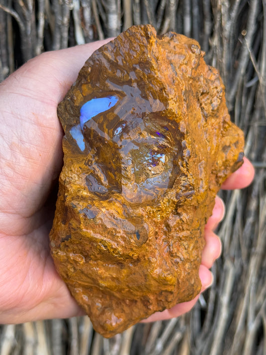 Piping Blue. Rough Boulder Opal Rock. 834 Grams