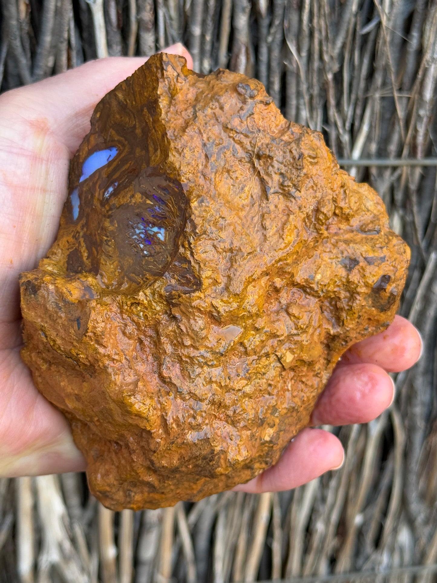 Piping Blue. Rough Boulder Opal Rock. 834 Grams