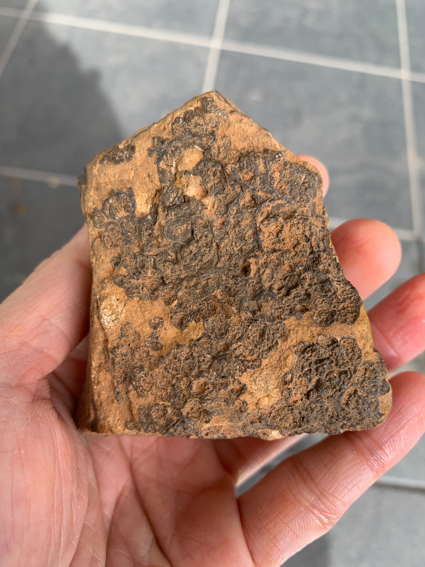 Roof Rocks. Rough Boulder Opal Set of Two. 259 Grams.